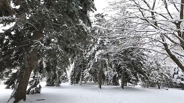 冬冷杉枝上有白霜和雪