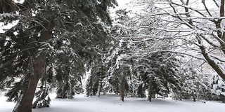 冬冷杉枝上有白霜和雪