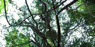 攀缘植物悬挂在热带雨林热带树木的树枝上，低角度观看。热带雨林中的热带树木。在天空背景的丛林藤本植物