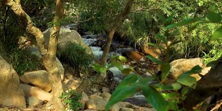 雨林景观上的河流。山区热带森林石溪湍急的水流。封闭的水在山河中流动。热带植物在多石的河岸