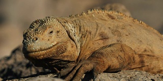 加拉帕戈斯群岛圣塔菲岛的陆地鬣蜥的特写镜头
