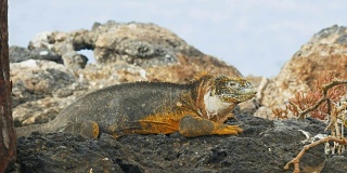 在加拉帕戈斯群岛的圣达菲岛上的一个大型陆地鬣蜥的特写镜头