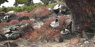 一对熔岩海鸥在岛南广场的一棵大仙人掌下筑巢