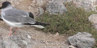 在加拉帕戈斯群岛的STH广场上，熔岩海鸥正在捡鹅卵石筑巢