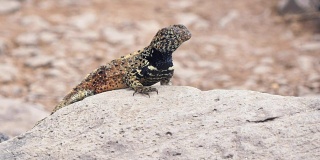 埃斯帕诺拉岛一只熔岩蜥蜴的特写