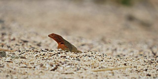 加拉帕戈斯群岛埃斯帕诺拉岛海滩上的熔岩蜥蜴