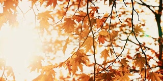 秋天枫树的叶子映着天空