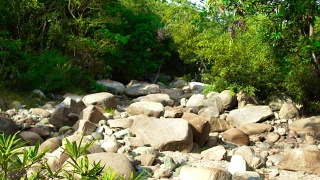 丛林中干枯的河流中的大岩石和巨石。在干旱季节用大石头使河床干涸。干旱的河流使热带森林变得干涸视频素材模板下载