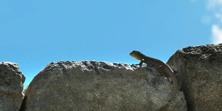 马丘比丘的石墙上的蜥蜴的特写