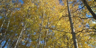 秋天白杨树，尼古拉谷，不列颠哥伦比亚4K，超高清