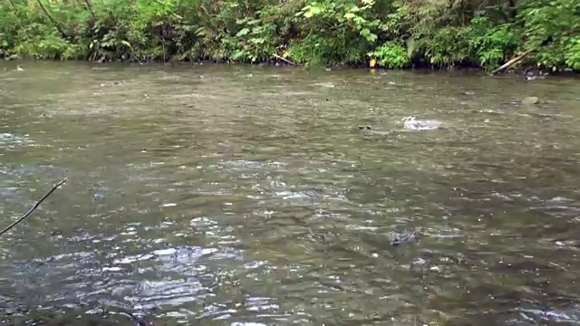 阿拉斯加逆流产卵的鲑鱼。