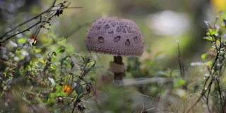 野生森林蘑菇近距离微距浅层野外绿色自然散焦背景。生长在可食阳伞周围生态环境中的小巨鳞蛾。危险的东方美食