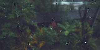 慢镜头:小小的雨点向郁郁葱葱的热带后院落下。