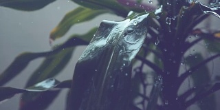 慢镜头:晶莹的水珠溅落在郁郁葱葱的棕榈树上。