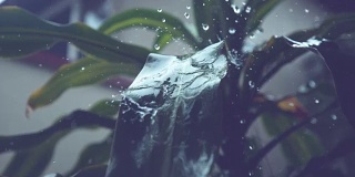 慢镜头:大滴大滴的雨点落在手掌光滑又长绿色的叶子上。