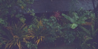 慢镜头，DOF:最后的小雨滴落在郁郁葱葱的后院。