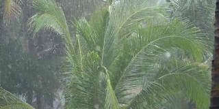 慢镜头:瓢泼大雨冲刷着美丽生动的绿色棕榈树。