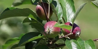 苹果树枝和未成熟的苹果随风摆动