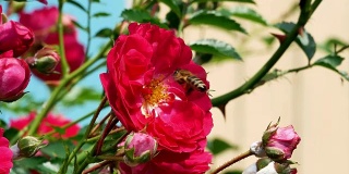 玫瑰丛里的蜜蜂有4千只