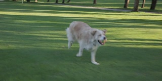 金毛猎犬在公园里拿着球奔跑