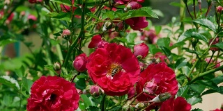 玫瑰丛里的蜜蜂有4千只