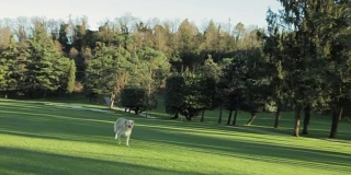 金毛猎犬在公园里拿着球奔跑