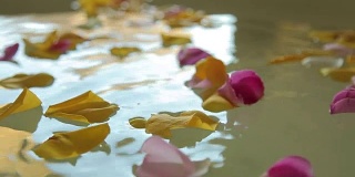 花瓣落在温泉的水中