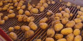 产业分工的干净和脏土豆质量控制体系