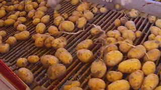 产业分工的干净和脏土豆质量控制体系视频素材模板下载