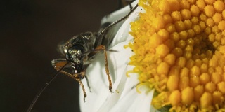 甘菊花上的甲虫。