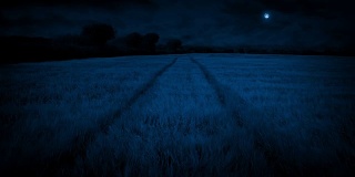 夜间穿过玉米地的足迹