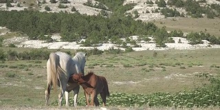 山上的马和小马驹