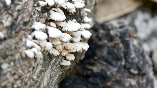 原木上的野生蘑菇，裂褶菌视频素材模板下载