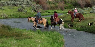 狗和马在流淌的河流中奔跑