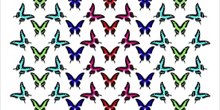 彩色蝴蝶在白色背景上的动画
