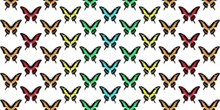 彩色蝴蝶在白色背景上的动画