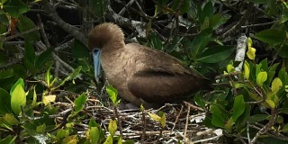 在加拉帕戈斯群岛的热诺维萨岛上筑巢的红足鲣鸟的特写