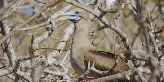 红脚鲣鸟和雏鸟在加拉帕戈斯群岛的热诺维萨岛筑巢