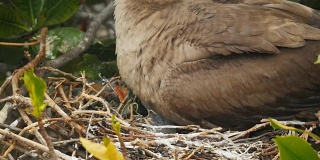 在厄瓜多尔加拉戈斯群岛的一个巢上，一只红脚鲣鸟的小企鹅的特写镜头