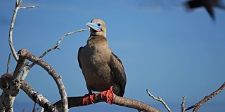 红脚鲣鸟栖息在热那亚岛的一根树枝上