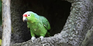 厄瓜多尔公园里的红鹦鹉