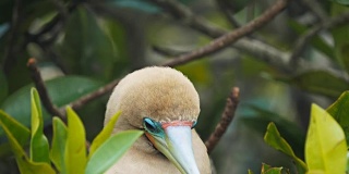 加拉戈斯群岛上一只红足鲣鸟的头部特写
