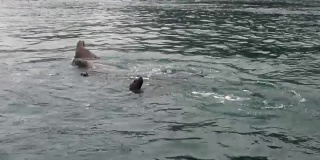 海豹在阿拉斯加的背景海岸太平洋水域潜水。
