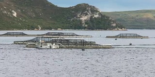 塔斯马尼亚岛麦夸里港的大马哈鱼围栏