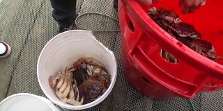 在阿拉斯加的太平洋背景水里，以活螃蟹为食。