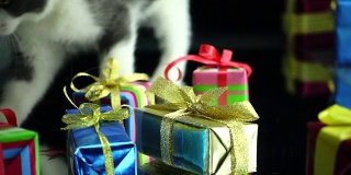 猫玩圣诞礼品盒