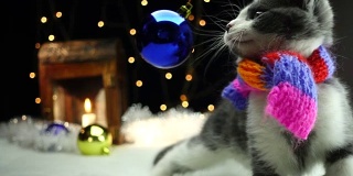 小猫在围巾里玩圣诞玩具