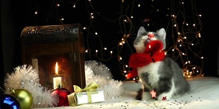 圣诞小猫在红围巾