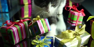 小猫抓住礼品盒
