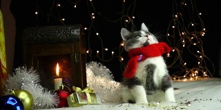 小猫戴着红围巾和圣诞彩灯